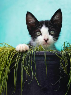 Peek-a-boo! - gatinho preto e branco espreita sobre um vaso com uma planta