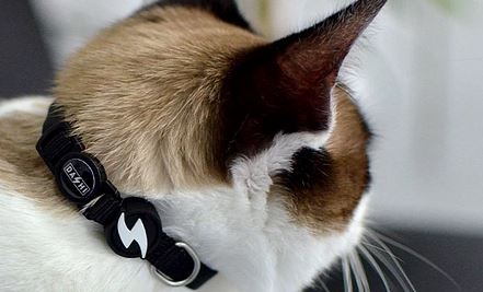 Dashi - Collar - Cat - Solid - Black