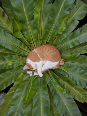 Descanso tranquilo - um gato laranja e branco dorme enrolado sobre o centro de uma planta com folhas enormes, tipo palmeira
