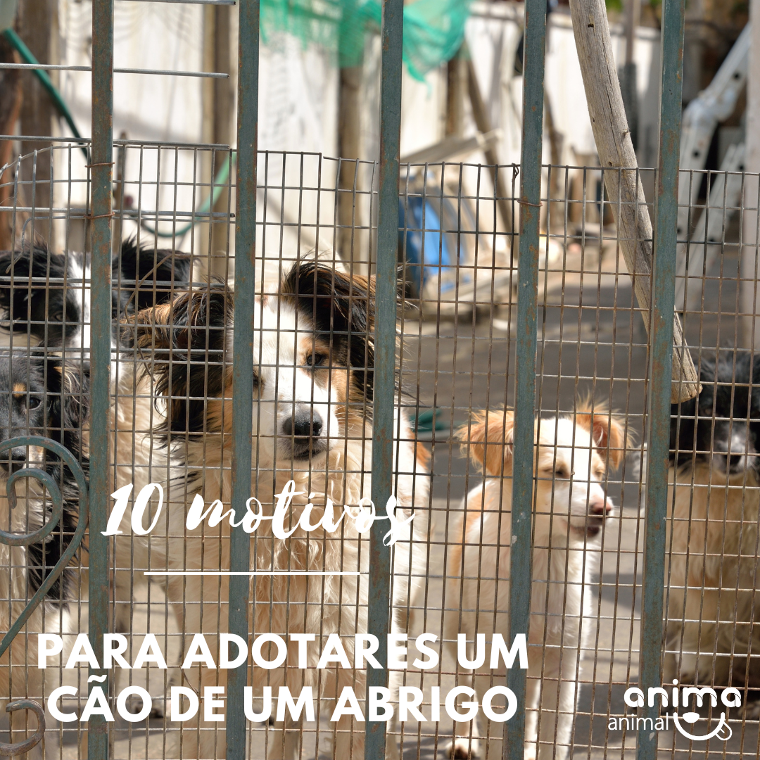 Vários cães numa jaula num espaço iluminado e aberto com uma expressão de interesse e curiosidade 