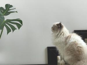 Vou-te apanhar! - Um gato cinza claro observa de longe uma planta com uma postura contemplativa