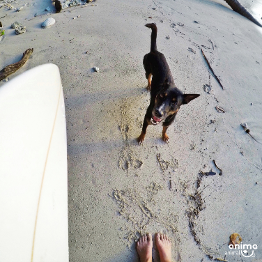 Será que o cãozito vai fazer surf?