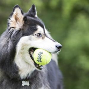 Kong - Dog - SqueakAir® Tennis Balls