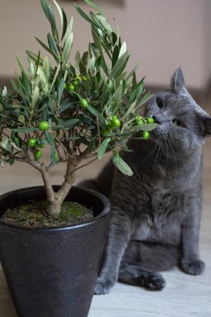 Gato cheira suavemente uma pequena árvore