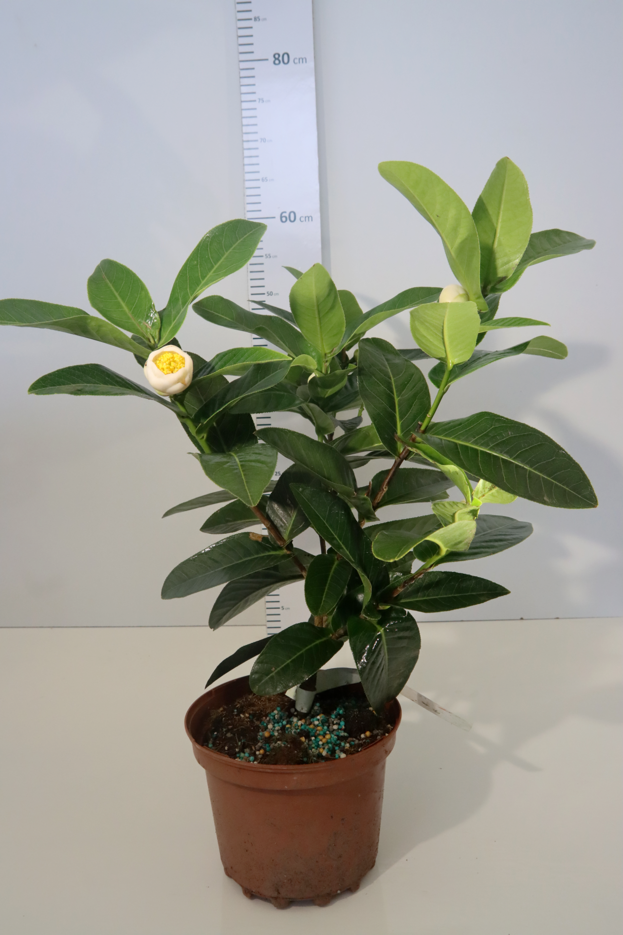 CAMÉlia - Amp. Lucii