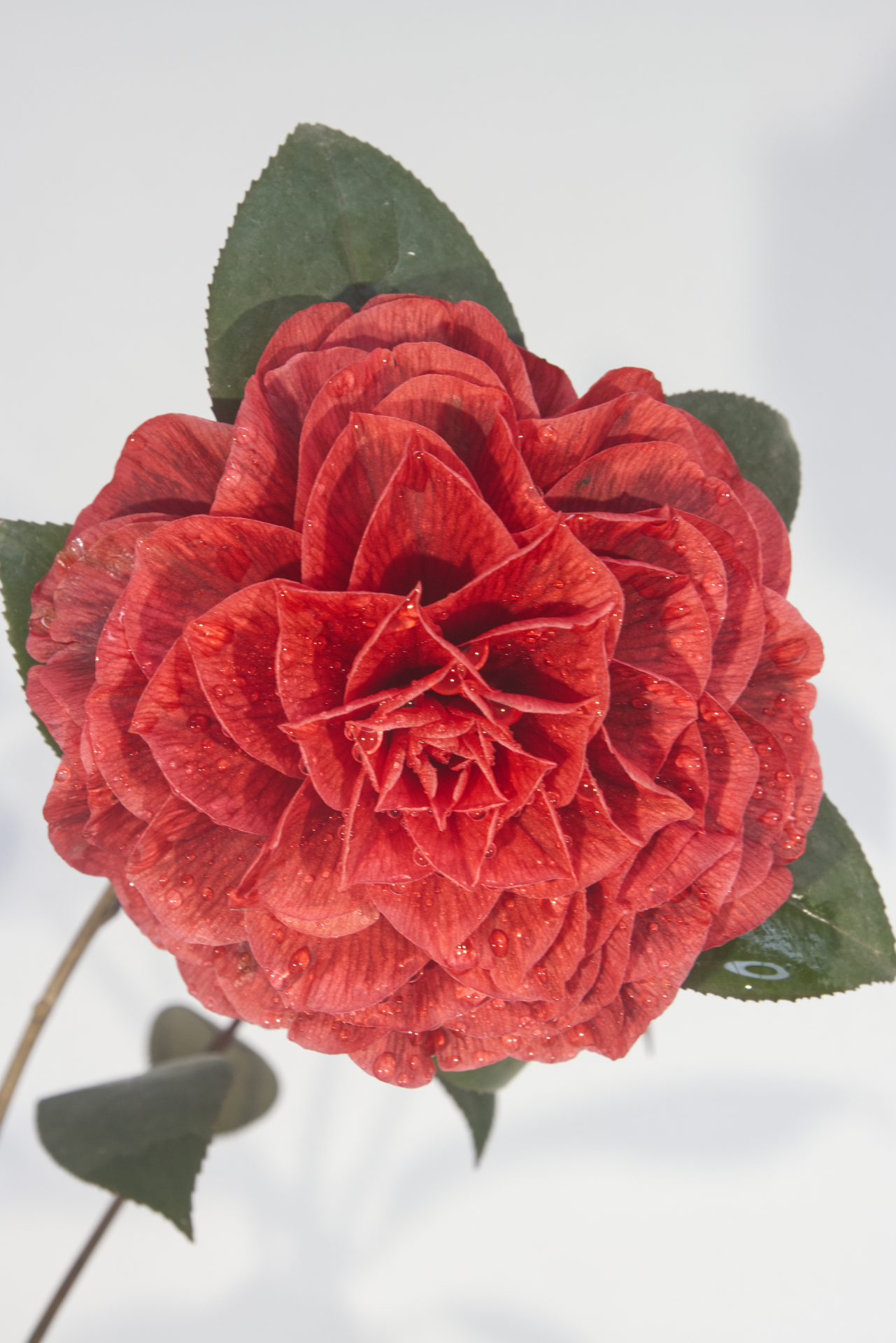 CAMÈLIA - Red Leaf Bella