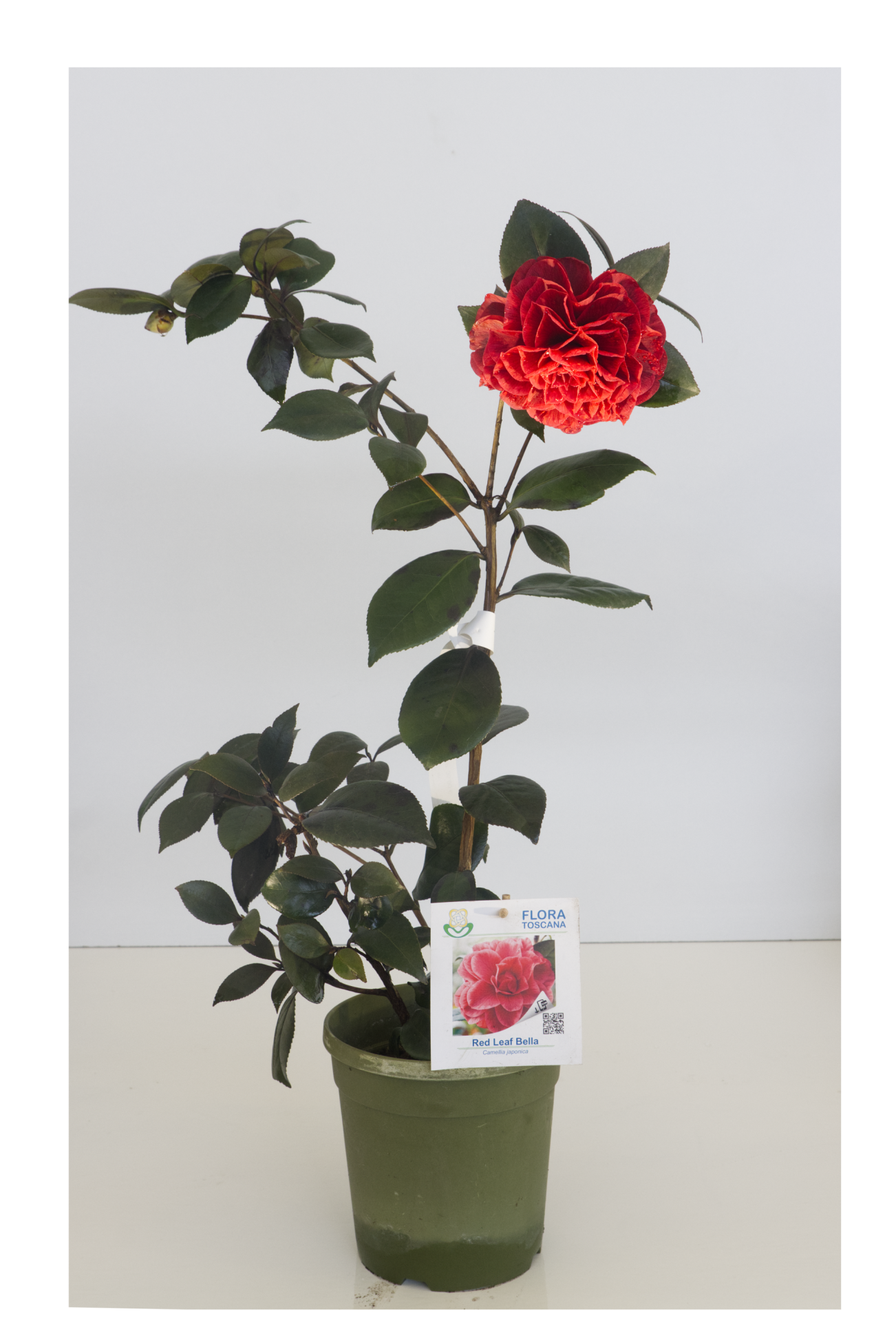 CAMÈLIA - Red Leaf Bella