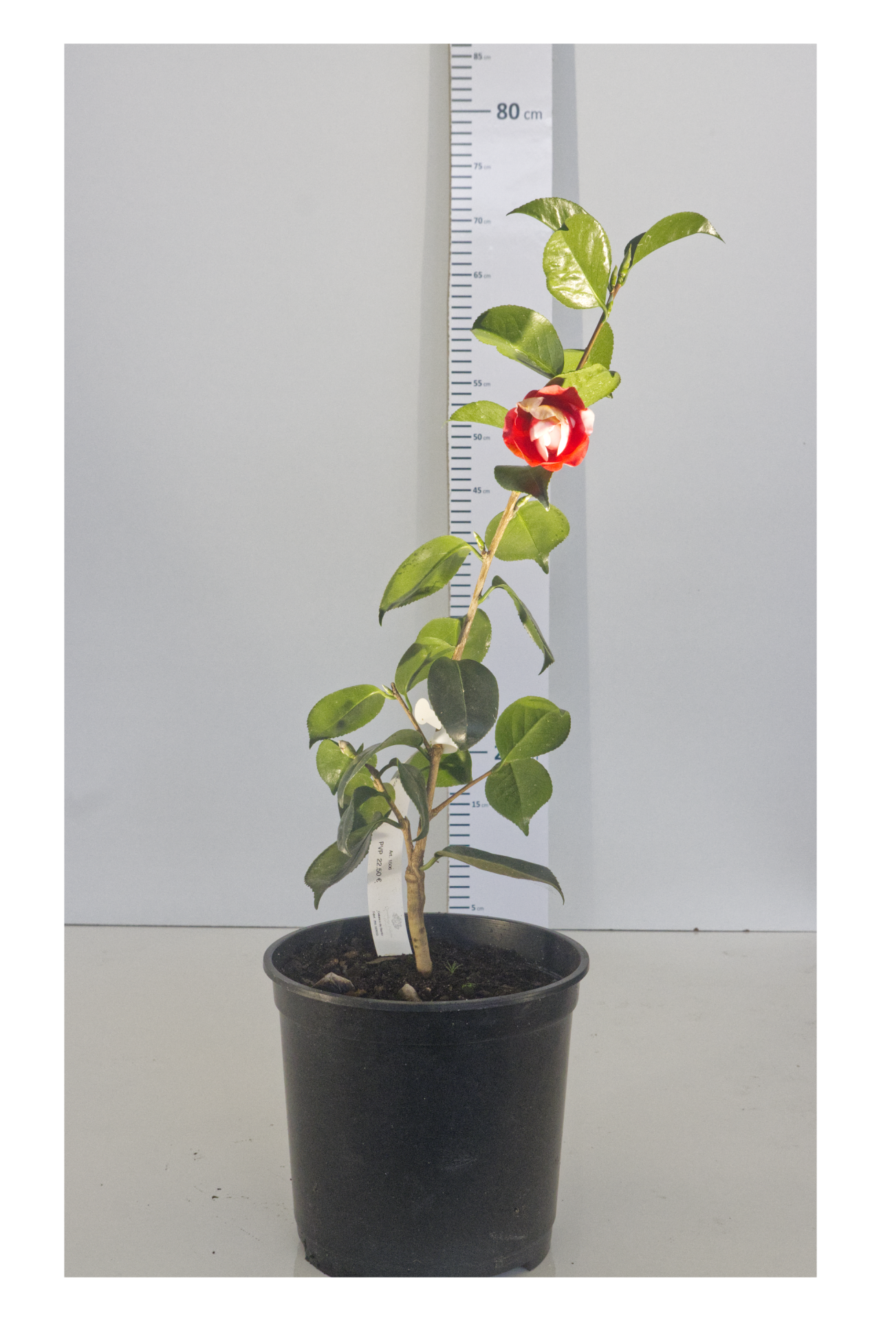 CAMELIA - Colleti Vera