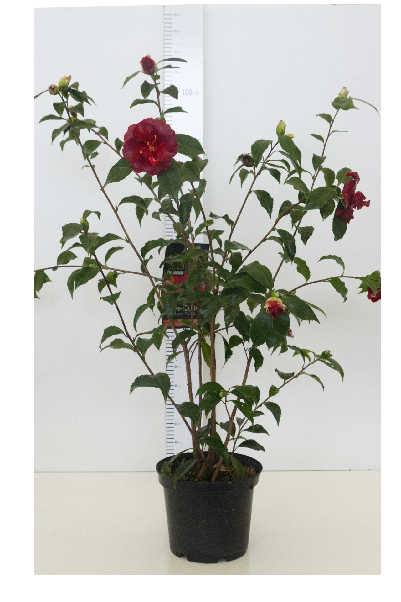 CAMÉLIA - Blackmagic 