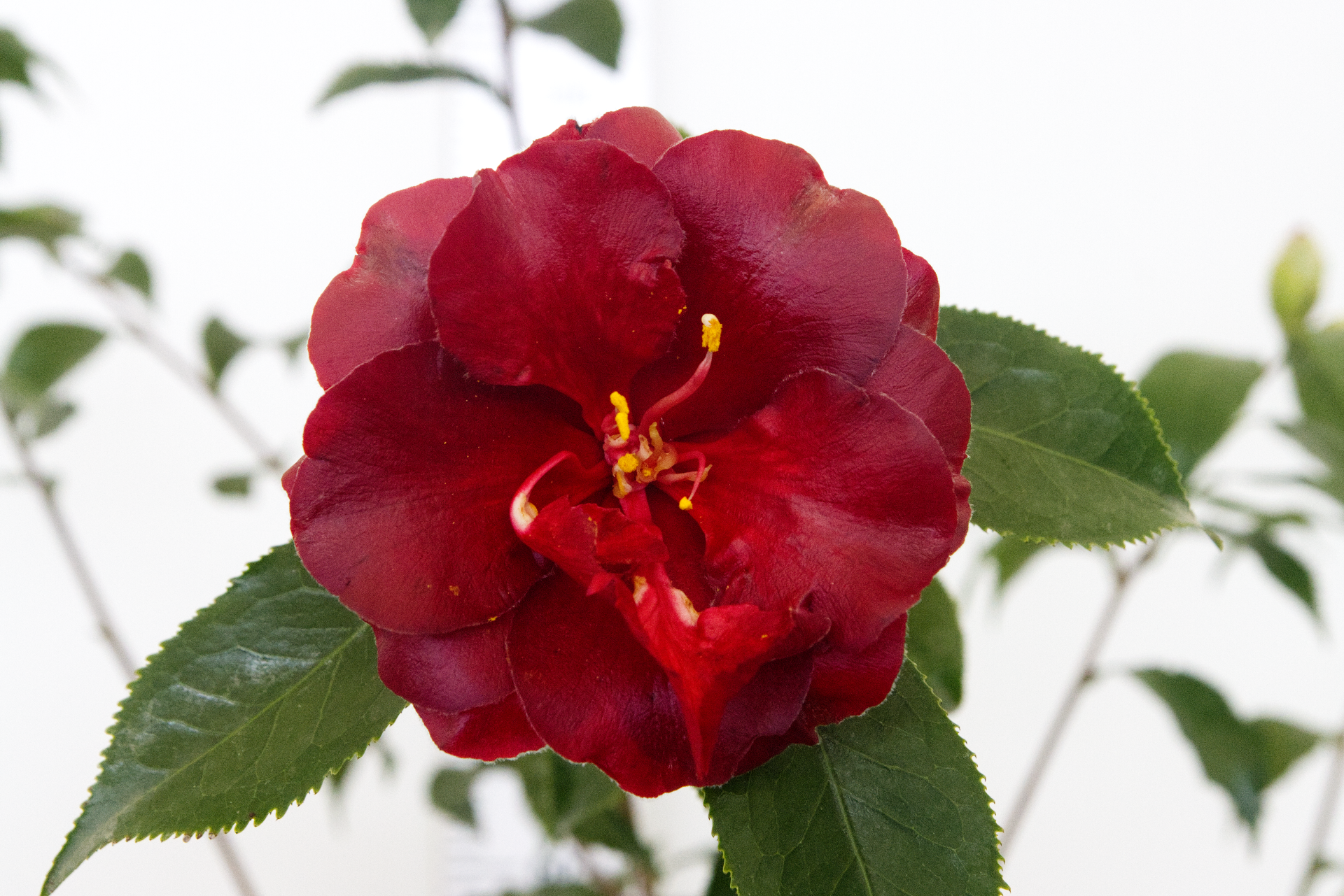 CAMÉLIA - Blackmagic 