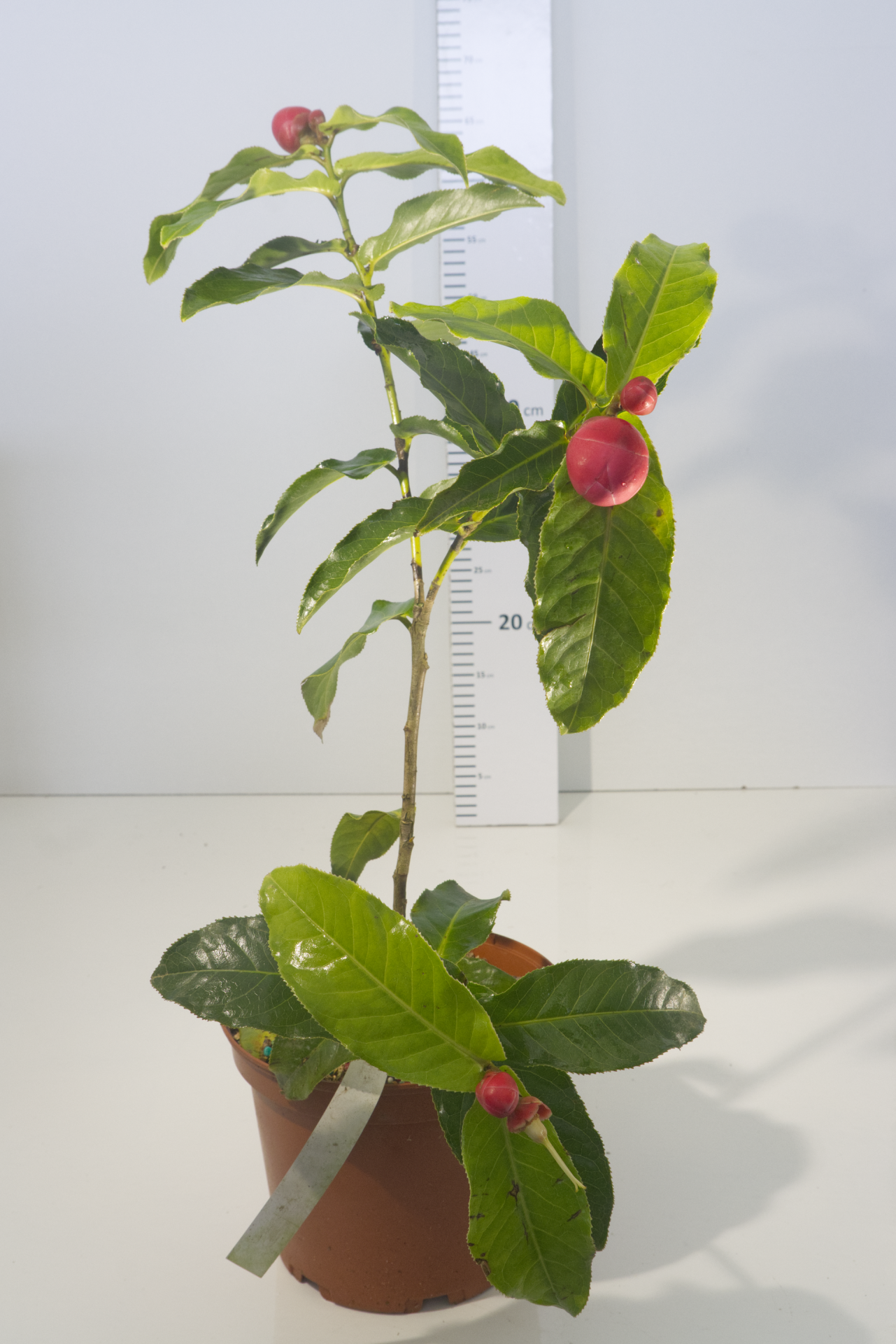 CAMÈLIA - Amplexicaulis