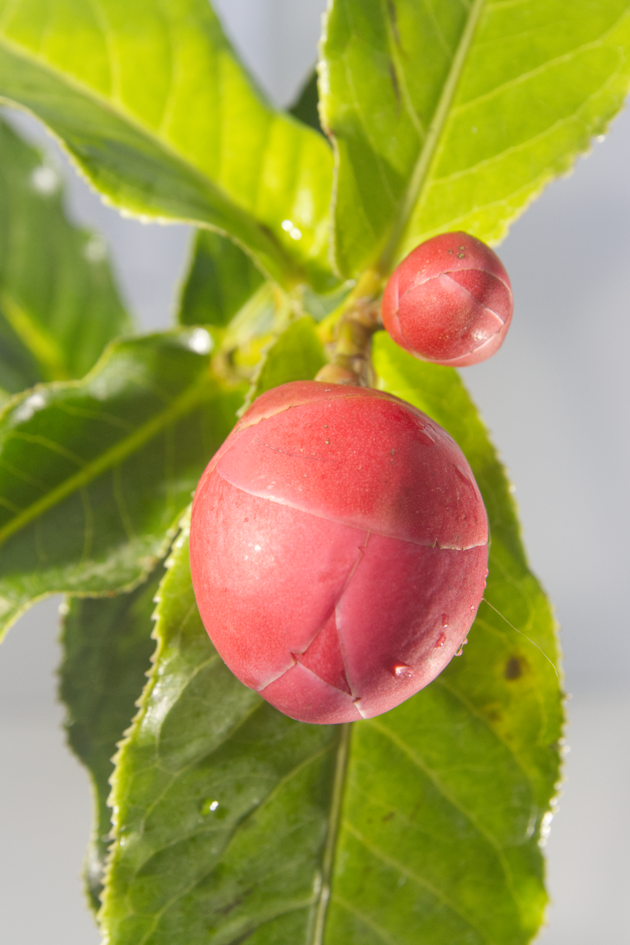 CAMÈLIA - Amplexicaulis