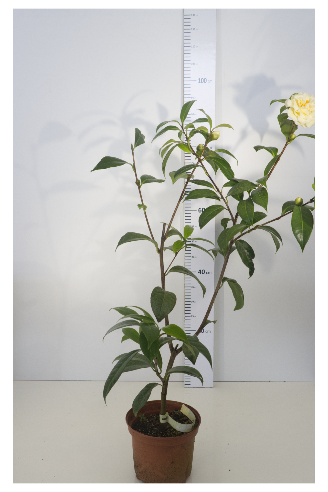 CAMÉLIA - Ki-No-Senritsu