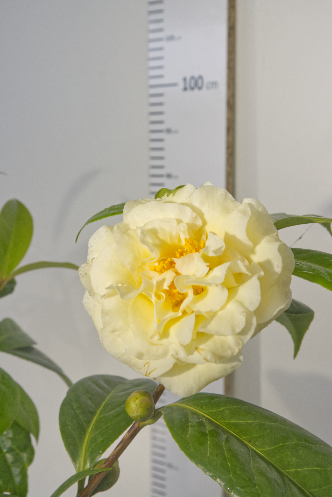 CAMÉLIA - Ki-No-Senritsu