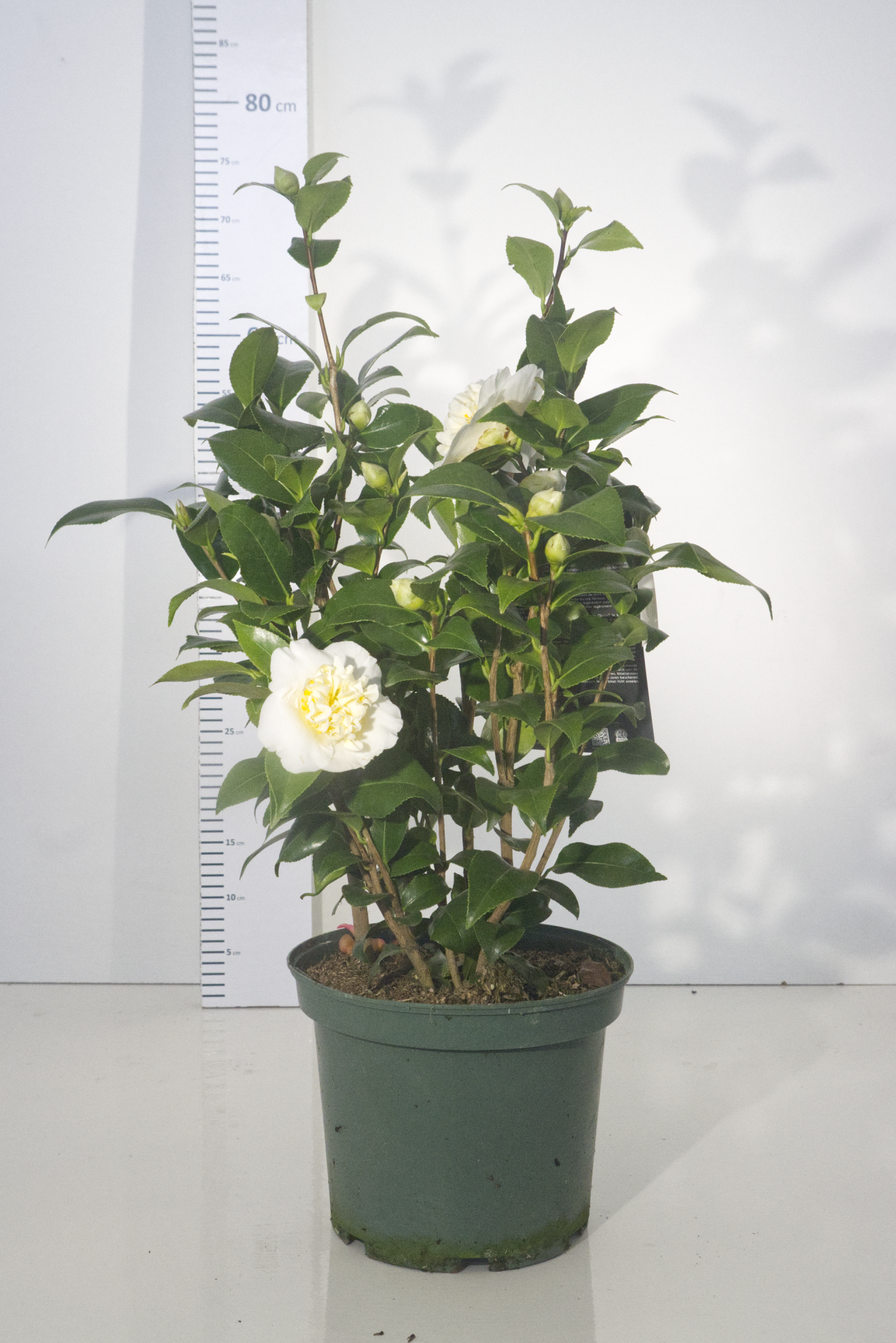 CAMÉLIA - Jury´s Yellow 