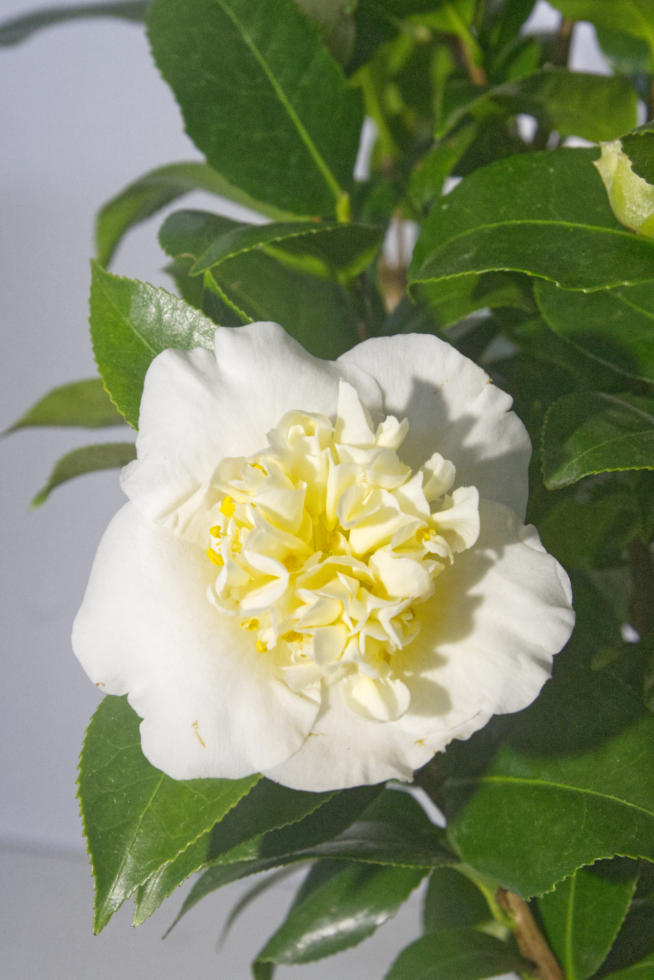 CAMÉLIA - Jury´s Yellow 