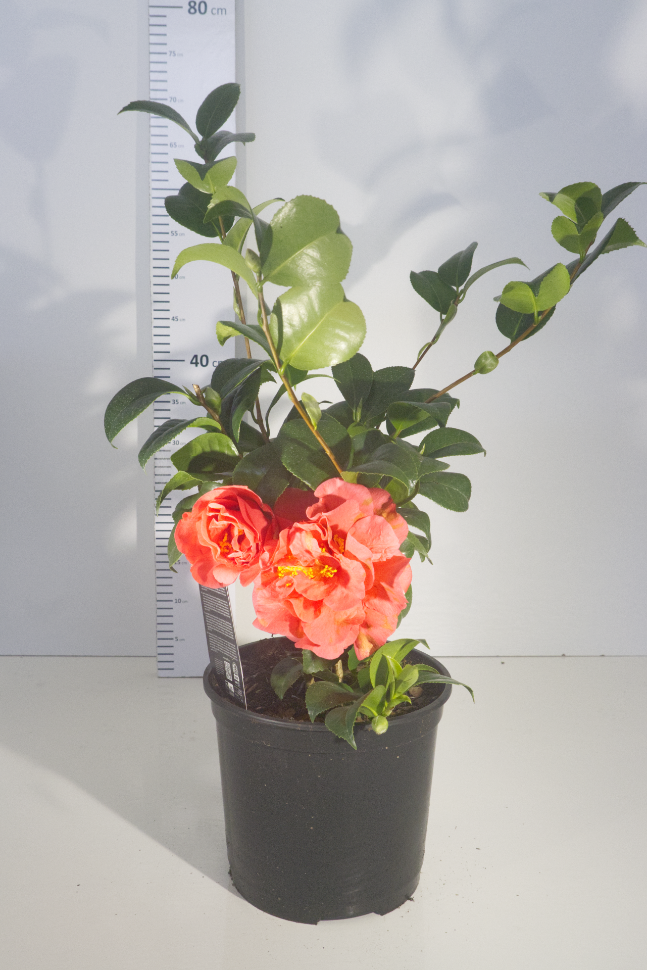 CAMÉLIA - Kramer Supreme 