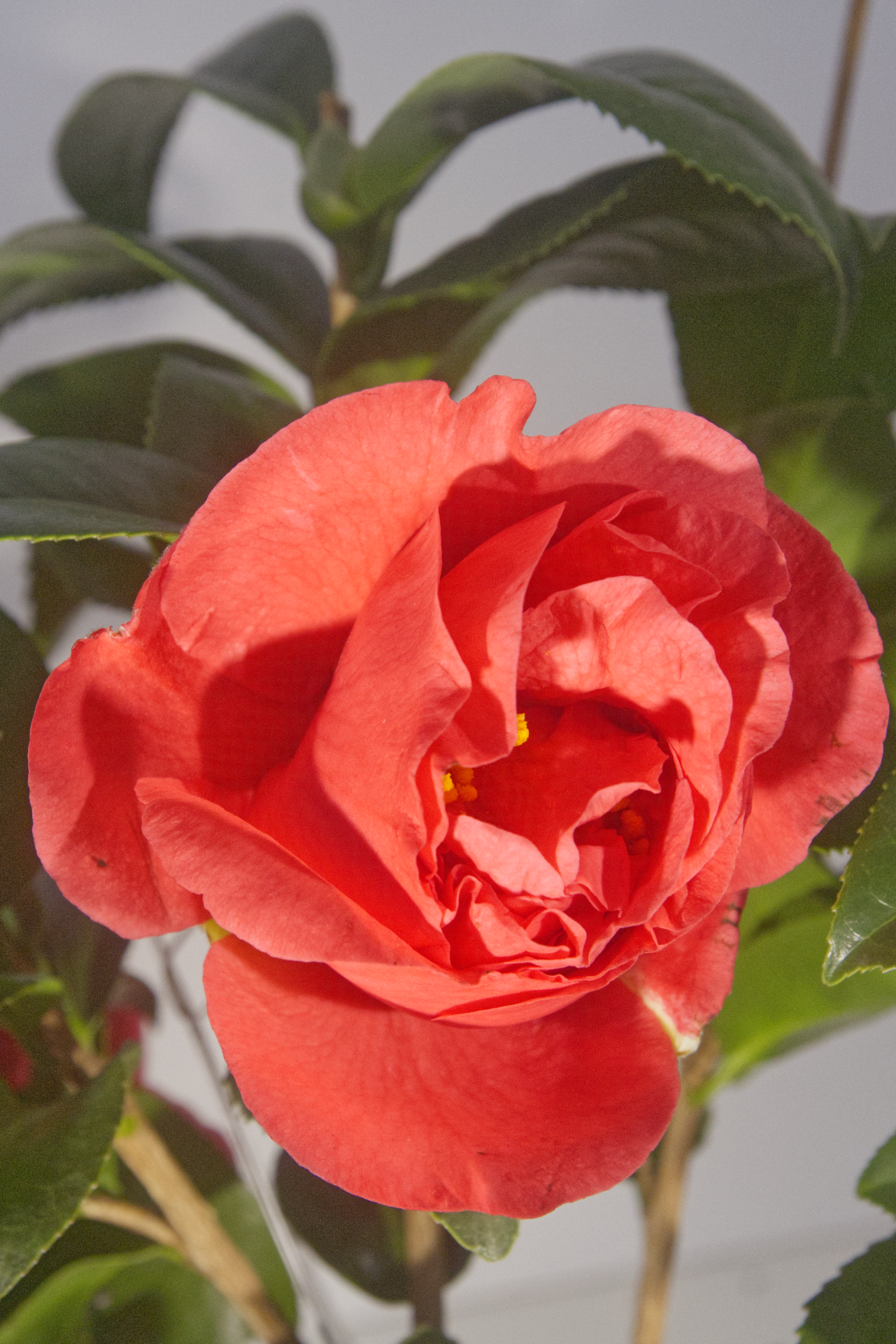 CAMÉLIA - Kramer Supreme 