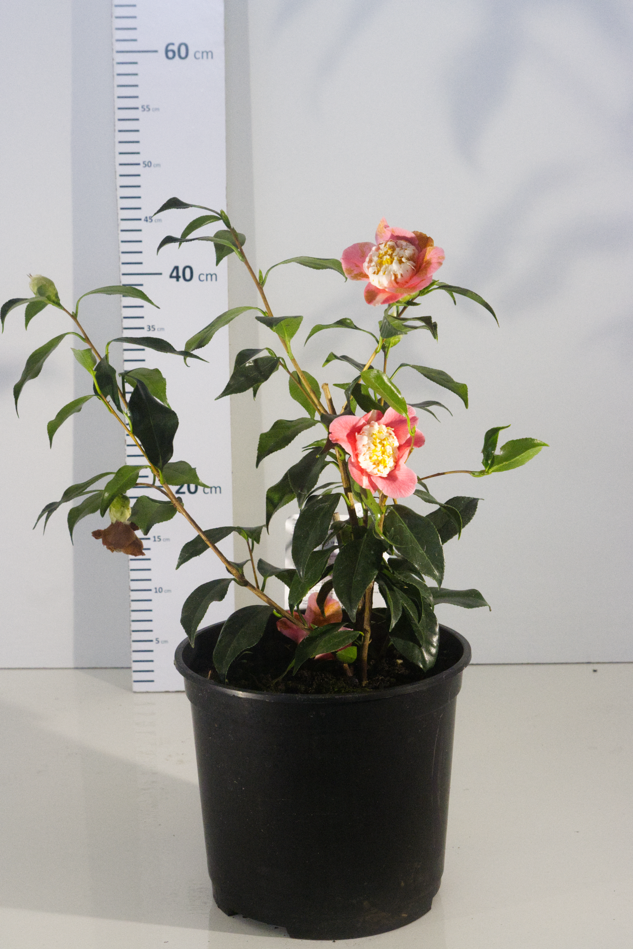 CAMÉLIA - Momoiro Bokuhan