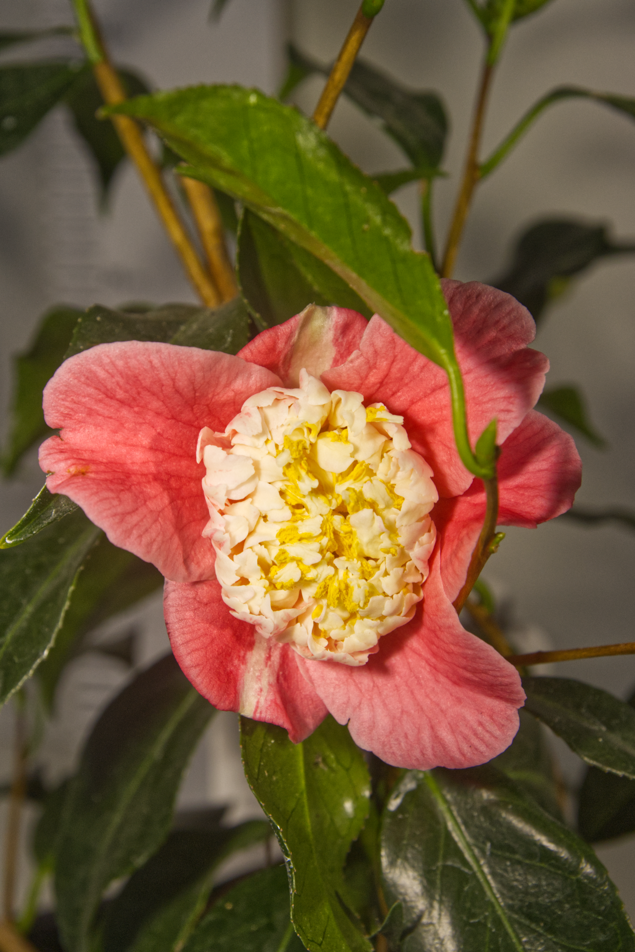 CAMÉLIA - Momoiro Bokuhan