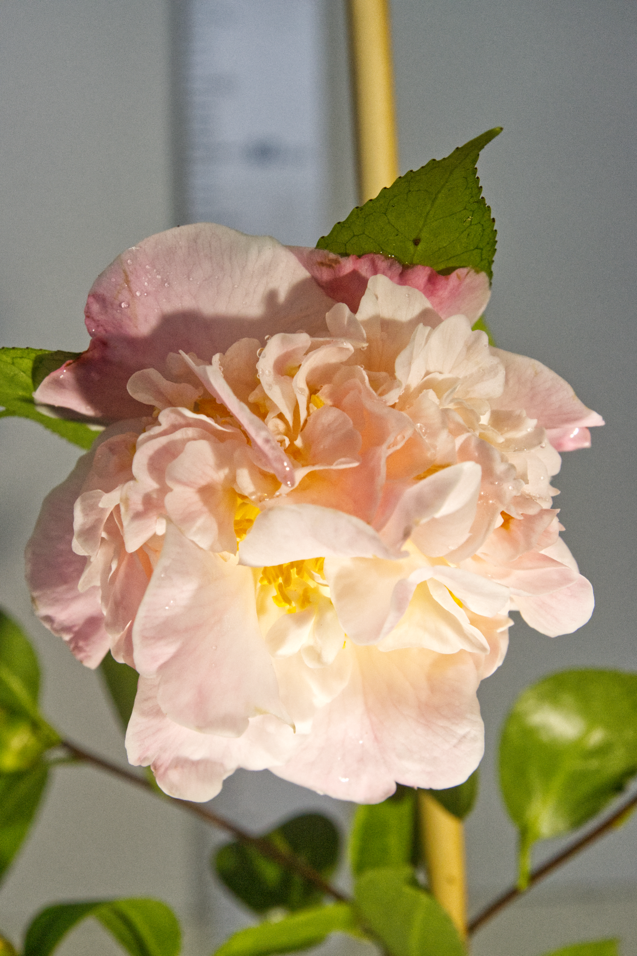 CAMÉLIA - Lutchuensis Hybr.