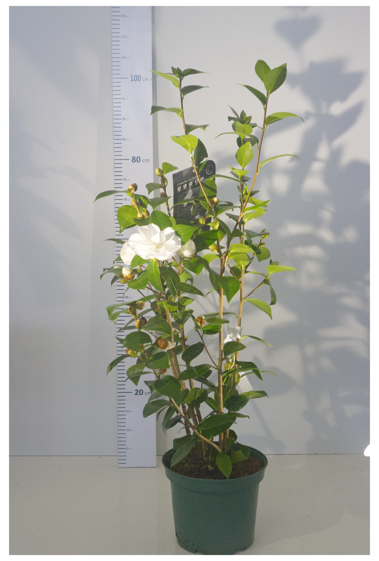 CAMÉLIA - Nuccio´s Gem 