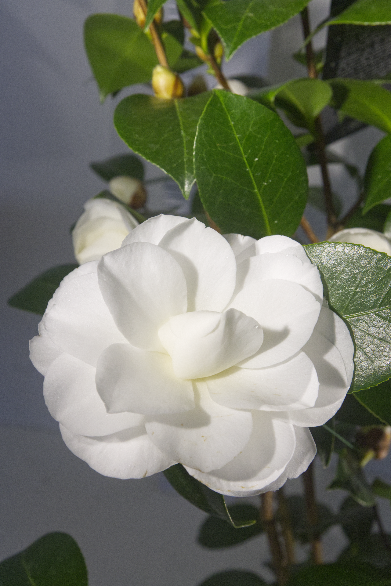 CAMÉLIA - Nuccio´s Gem 