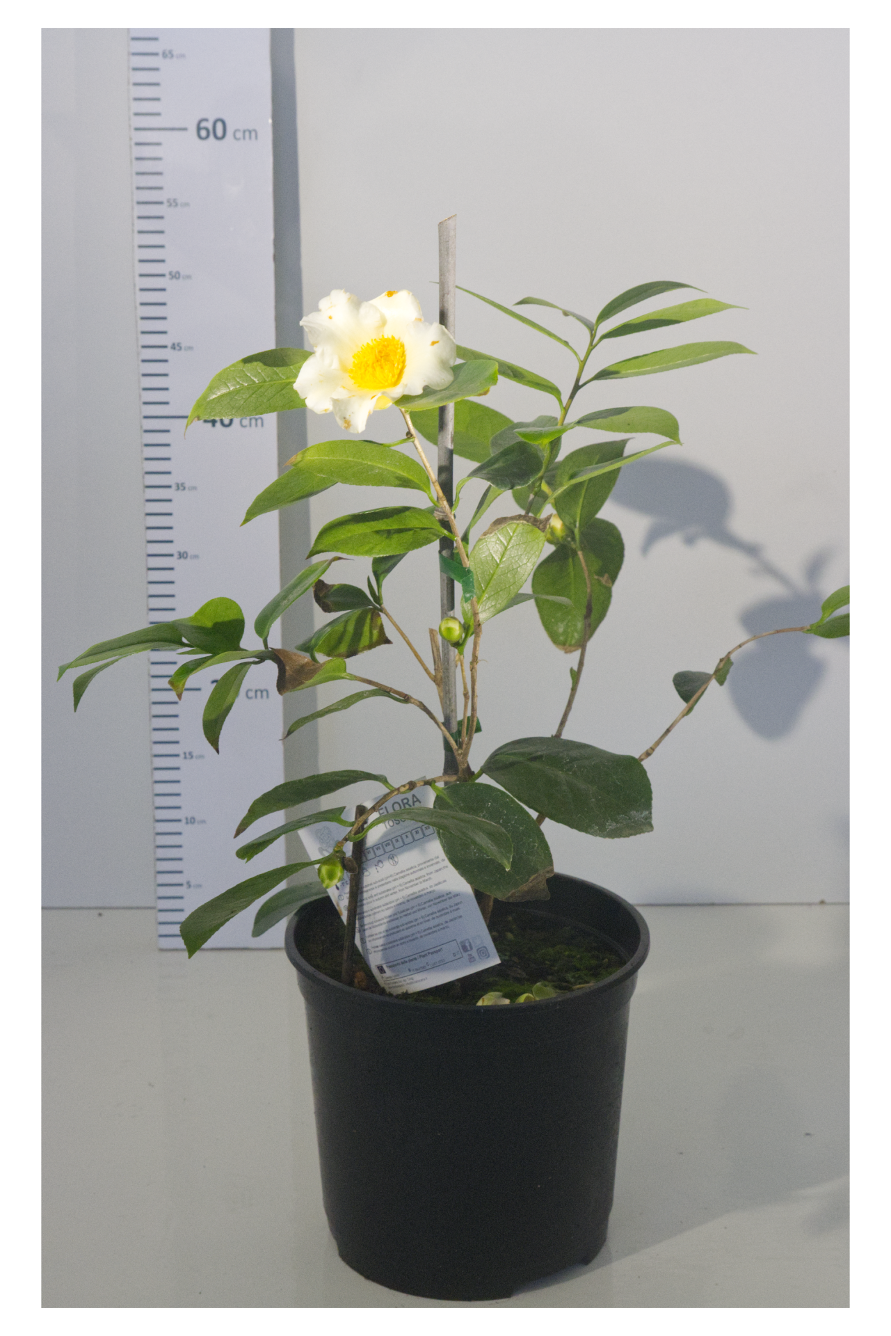 CAMÉLIA - Ki-No-Gozen 