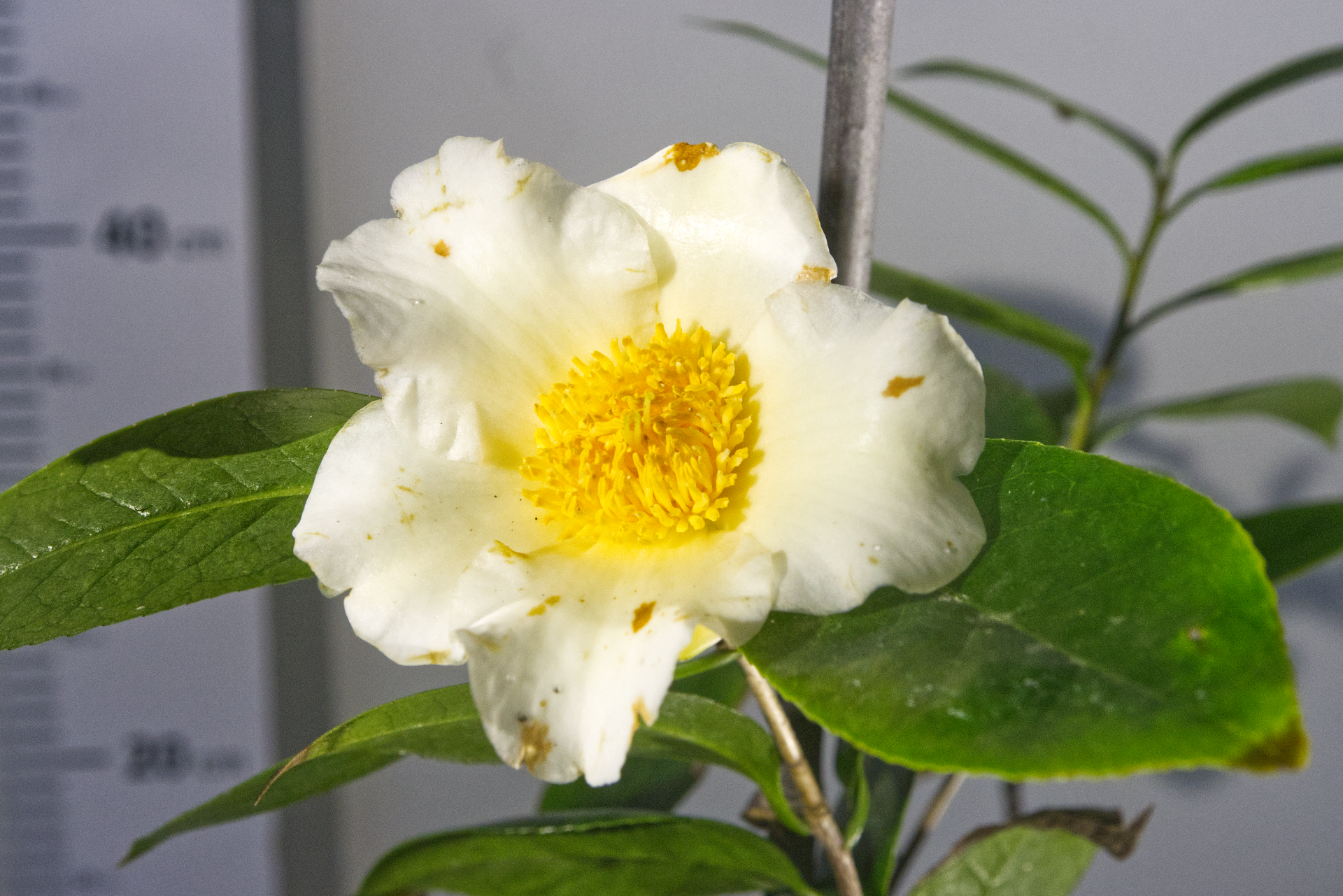 CAMÉLIA - Ki-No-Gozen 