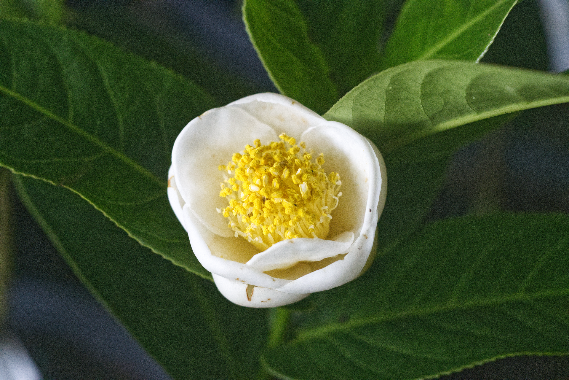 CAMÉlia - Amp. Lucii