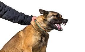 Treino para Cães Reativos  14 aulas (7 Individuais + 7 Grupo)